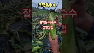 잘익은 옥수수 선별방법 #괴산 #자연특별시 #옥수수 #선별 #고르기. #shorts