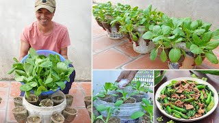 Unique gardening ideas - Super easy to grow clean vegetables at home