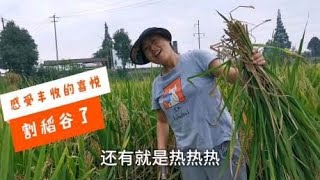 稻谷丰收了，看看一亩地产多少斤谷子，种水稻赚钱吗