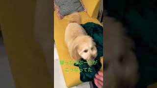 帰ったらぷーたがこうなってた！♯モフモフ♯癒し♯犬との暮らし♯犬好きと繋がりたい♯ポメラニアン♯トイプードル♯ポメプー♯ミックス犬