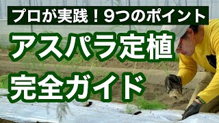 【アスパラガス栽培】初心者必見！苗の定植を成功させる9つのポイント