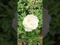 creeper white rose 🌹 big size plant கொடி ரோஸ் வெள்ளை பெரிய செடி வந்து விட்டது creeper rose