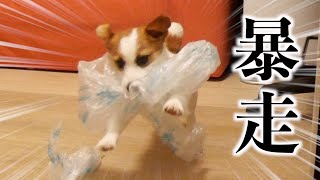 大好きな梱包材が大きくなったら兄犬が暴走しました/ジャックラッセルテリア/多頭飼い