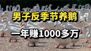 男子靠反季节养鹅，年收入达1000多万元，看懂后年入百万不是梦