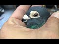 racing pigeons joint training evening training breeding pigeon introduction