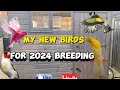 My birds for 2024 breeding