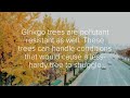 surprising ginkgo tree facts to tantalize your brain