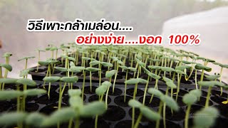 วิธีเพาะกล้าเมล่อน...อย่างง่าย....งอก 100%