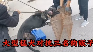 大型猛犬卡斯罗被卖狗肉车，对抗三名狗贩子，铁夹子都无可奈何