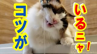 蛇口から水飲む楽しさにハマる猫ハウル君 Howl the cat can't stop drinking water directly the faucet these days.