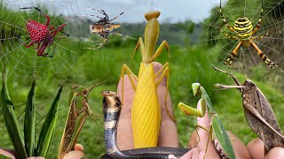 hunting beautiful insects around us