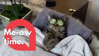 This sassy cat does not want to be disturbed when enjoying his spa day! 🐱 | SWNS