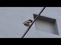 鵲鴝 唱歌 シキチョウ 鳴き声 oriental magpie robin singing call 23 04 16 enhanced 01 23 04 16