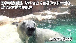 日本平動物園、いつもよく回るロッシー君とゴマフアザラシほか（2022・5・22）