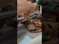 vet removes grass seed for dog’s ear 😱 vetadvice doghealth dogs veterinarian dogsoftiktok