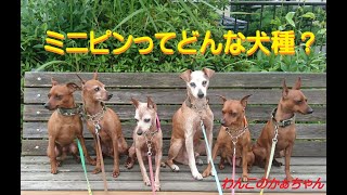 【415 for わんこ】ミニピンってどんな犬種？