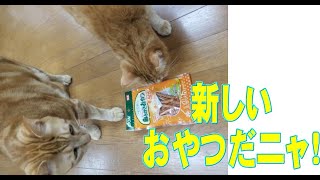 【猫動画】ネコちゃんの歯みがきおやつだーー