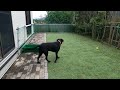 柴犬とラブラドールの自宅ドッグランを生配信。