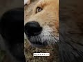 野生のキタキツネ