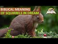 Biblical Meaning of SQUIRRELS in Dream - Squirrels Christian Dream Meaning