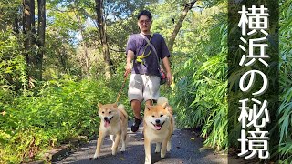 横浜唯一の渓谷公園で川遊び！夏休みを満喫する柴犬と豆柴