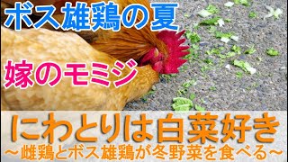 ニワトリは白菜好き～名古屋コーチン若雌鶏とボス雄鶏が冬野菜を食べる～