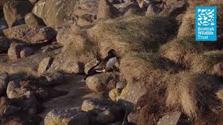 Puffins on Handa