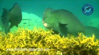 Humphead parrot fish