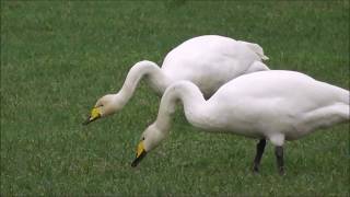 Whooper Swans Inch Wildfowl Reserve Donegal