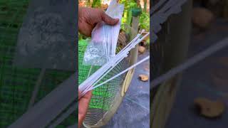 Hello kids out there you can try making an easy bird cage at home on vacation #youtubeshorts #shorts