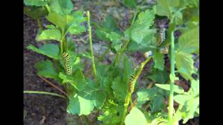 Eastern Black Swallowtail Lifecycle