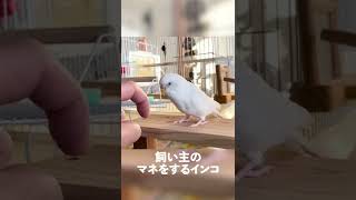 飼い主の真似をするインコ#shorts