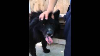 Bear senior chow..takes a walk