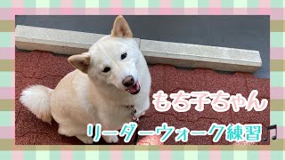 【犬の幼稚園】紫竹山店🌈もち子ちゃんのリーダーウォーク練習🌈