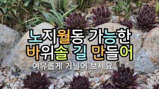 바위솔#노지월동가능한#바위솔길 만들어보세요