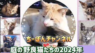 【2024まとめ＆来年のお知らせ】野良猫子猫・縄張り・サビ猫