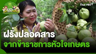 ฝรั่งปลอดสาร จากข้าราชการหัวใจเกษตร | พอดีพอเพียง | วันใหม่วาไรตี้