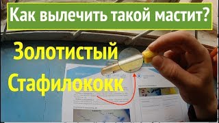 Мастит, который практически не лечится?