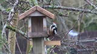 Средний пестрый дятел у кормушки. Middle Spotted Woodpecker