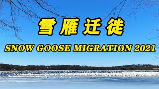 雪雁迁徙～Snow Goose Migration 2021