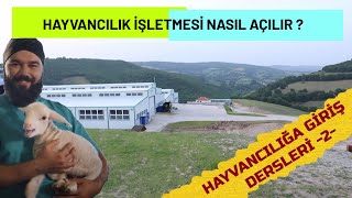 HAYVANCILIK İŞLETMESİ NASIL AÇILIR (Hayvancılık Dersleri 2)