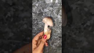 Desi Mashroom 🍄 Recipe | Pala chatu Recipe | Odia recipe #ytshorts #viral #trending