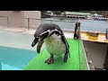 【下田海中水族館】フンボルトペンギン！ 記念撮影台までペタペタと歩いて向かいます。 humboldt penguin