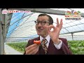 イワイガワのなかよし旬タビ　長崎県産イチゴ～恋みのり～【nccトコハピ】