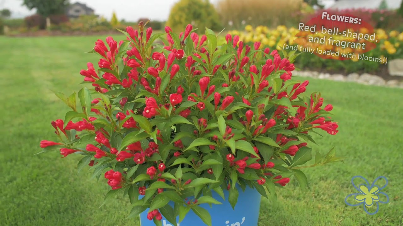 Meet Crimson Kisses Weigela - YouTube