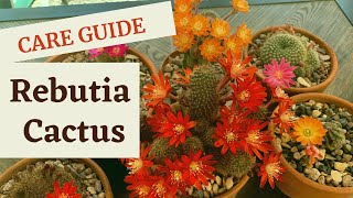 Spotlight on Rebutia Cactus | How to Care for Rebutia #Cactus