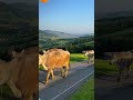 swiss alpine cow drive Öberefahre appenzell 🐮🇨🇭😎