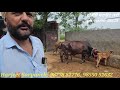 18 20ਲੀਟਰ ਵਾਲੀਆ ਚੰਗੀਆ ਵੈੜਆ ਵੀਕਾਓ। cows for sale vadiya farm 26 7 23