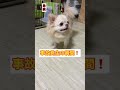 【間一髪】事故を免れるチワワ チワワ doglover shorts