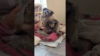 The meerkat became the life of the party for the baboon#animals #meerkat  #cute #friendship #shorts